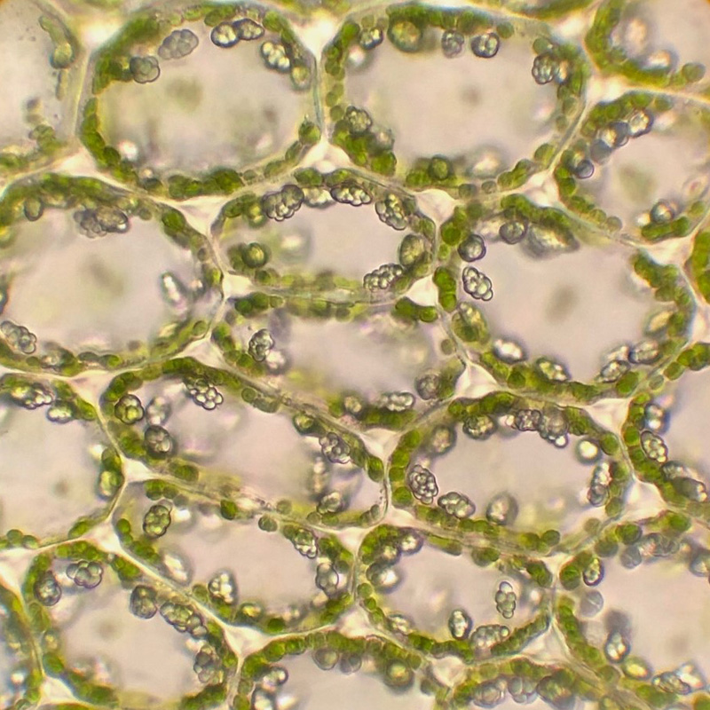 Mylia anomala